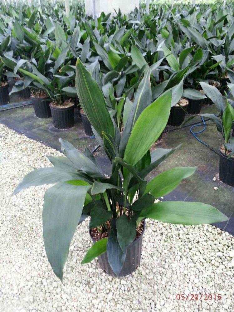 Aspidistra elatior, Cast Iron Plant Large eBay