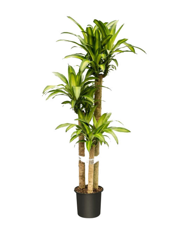 Dracaena fragrans �Massangeana�, Corn Plant Large (44.5