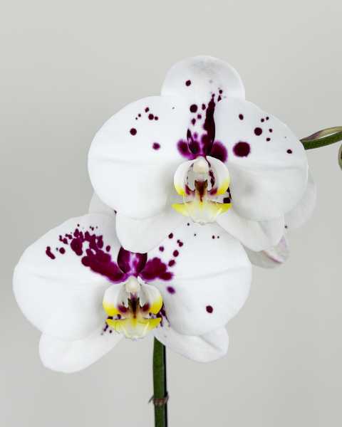Flower Splash White