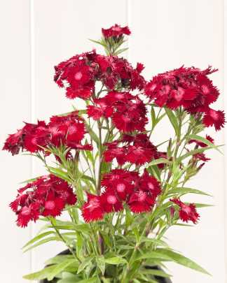 Dianthus "Red"
