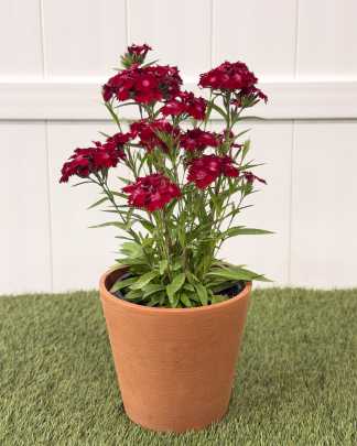 Dianthus "Red" - Medium