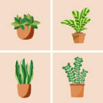 Pick Your Plant Pick Your Plant