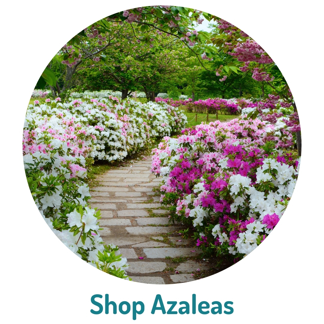 10 Shop Azaleas