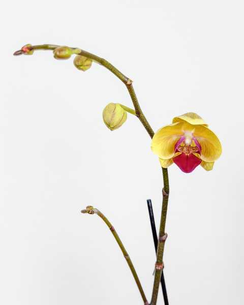 Flower Yellow