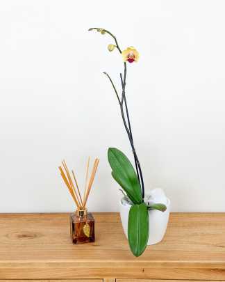 Orchid Single Spike - Yellow, Medium