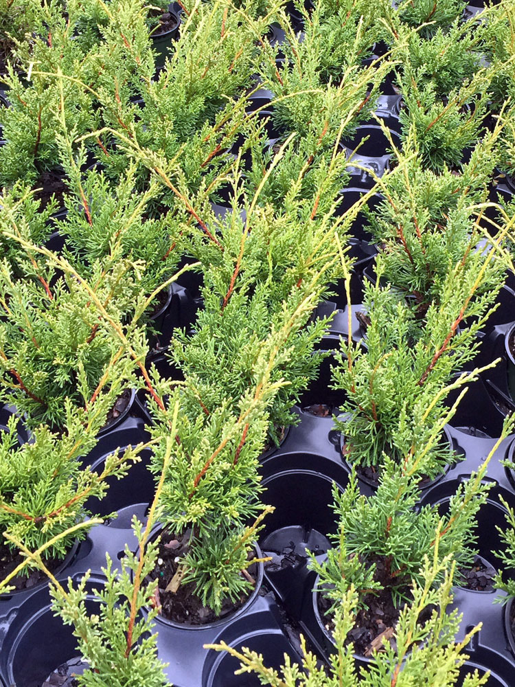 Buy Juniperus chinensis 'Shimpaku', Chinese Juniper | Free Shipping ...