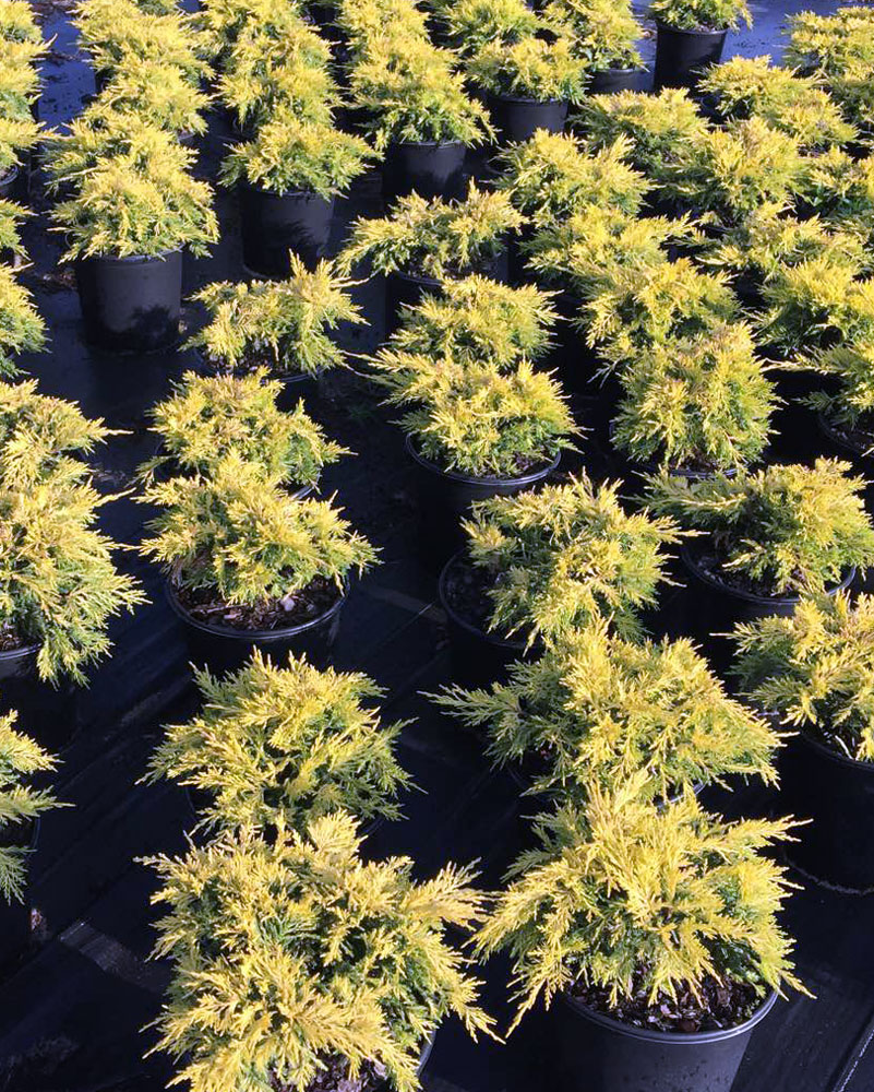 Buy Juniperus chinensis 'Saybrook Gold', Chinese Juniper