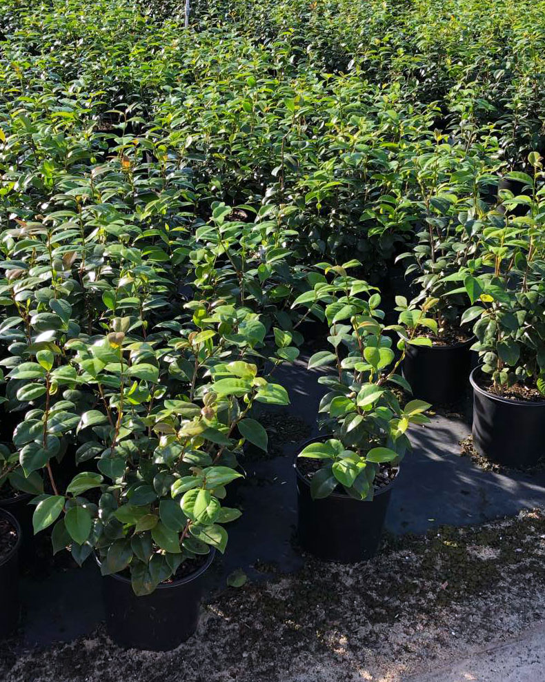 Buy Camellia japonica 'Rosea Plena', Japanese Camellia