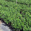 Medium Plant