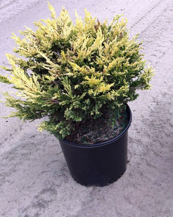 Lime Glow Juniper