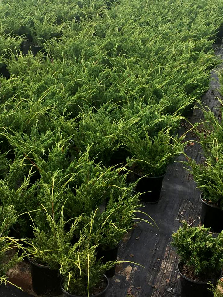 Shimpaku Juniper For Sale crookspic