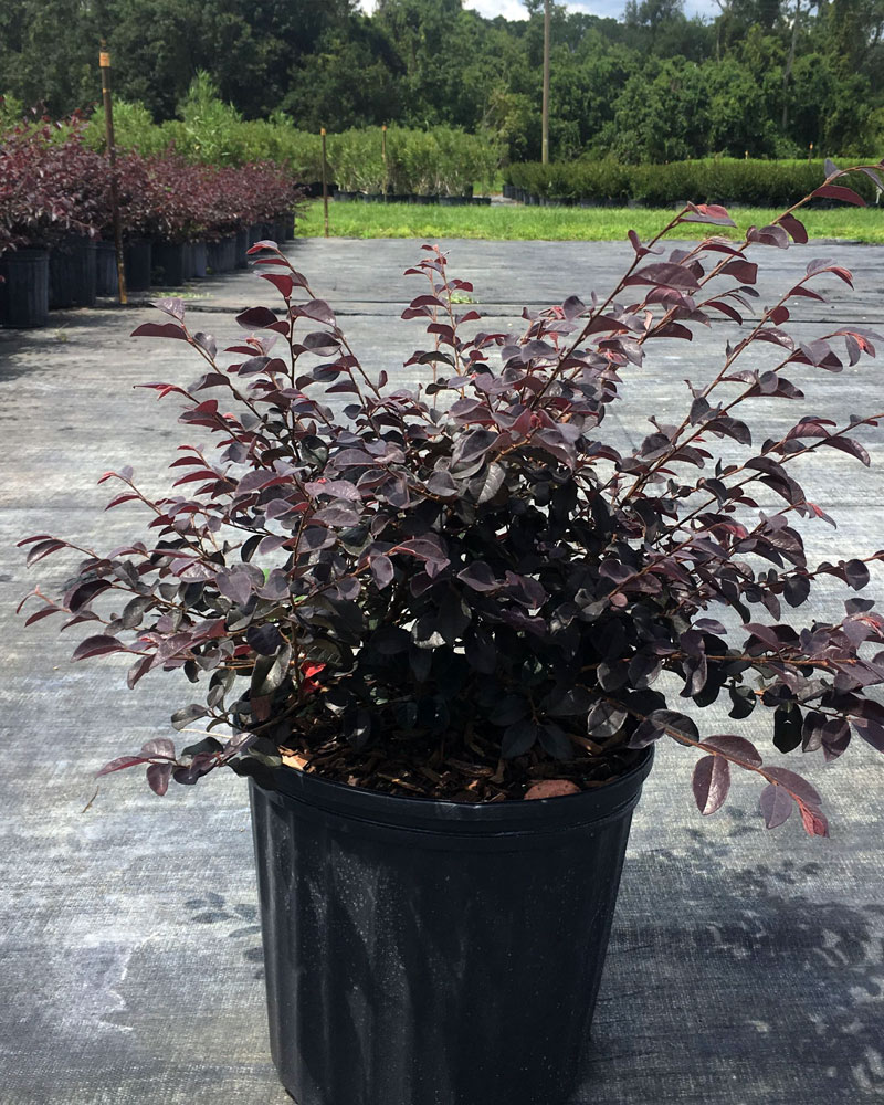 Loropetalum chinense 'Red Chocolate', Chinese fringe flower | PlantVine