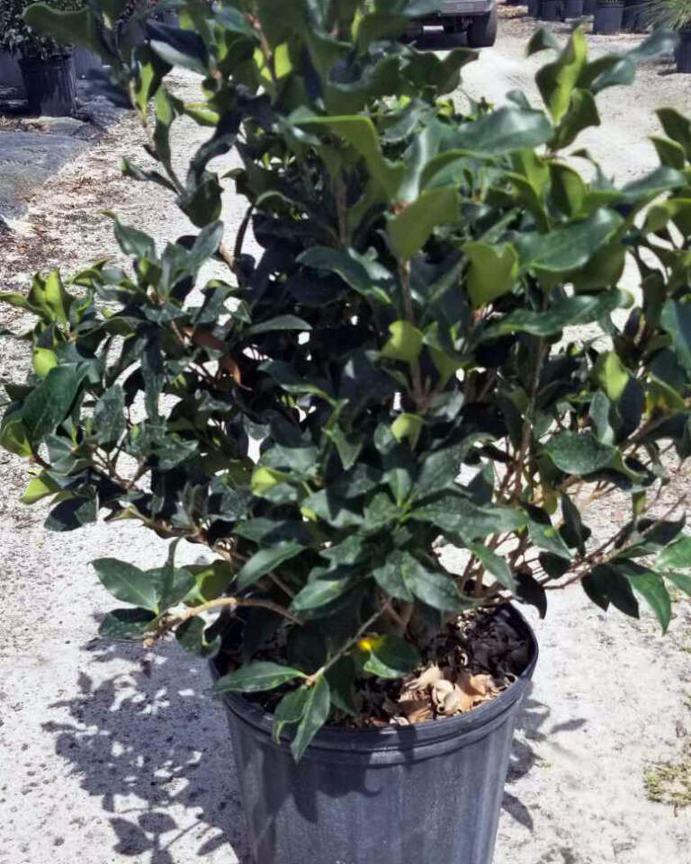 Ligustrum japonicum ‘Recurvifolium’, Japanese Privet ‘Recurvea’, Wax