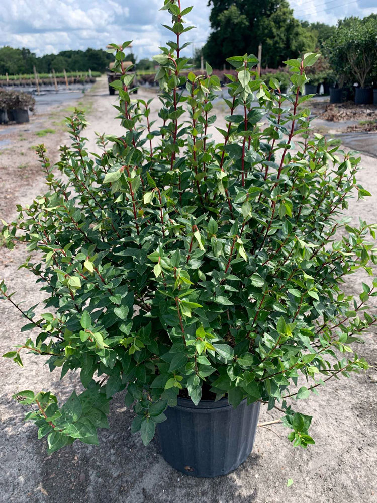 Abelia x grandiflora 'Rose Creek', Glossy Abelia | PlantVine