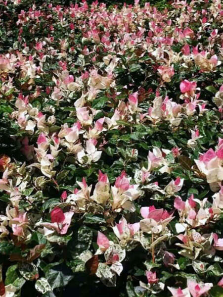 Flowers Flowers