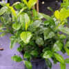 Large Plant