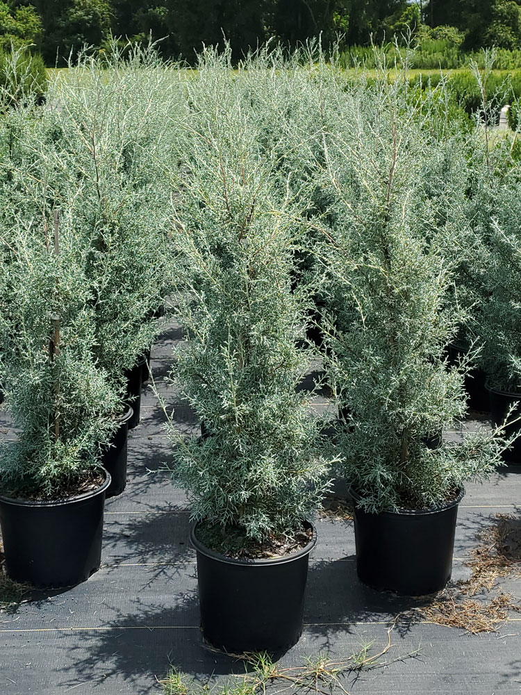 Buy Cupressus arizonica glabra 'Carolina Sapphire