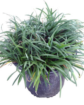 Medium Plant