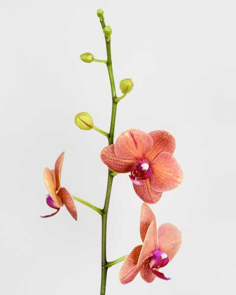 Flower Orange