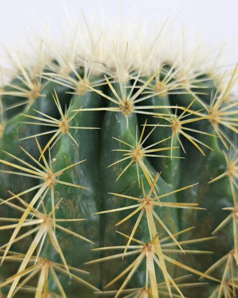 Foliage Foliage