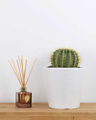 Golden Barrel Cactus