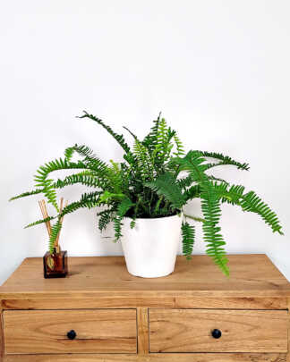 Kimberly Queen Fern