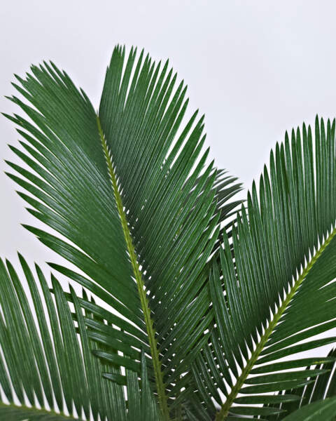 Foliage Foliage