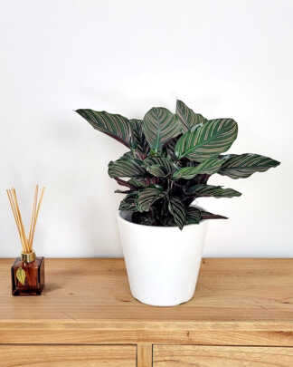 Pinstripe Calathea