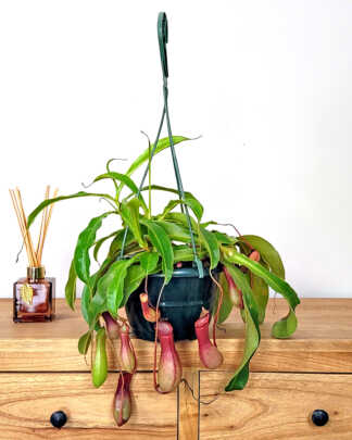 Pitcher Plant