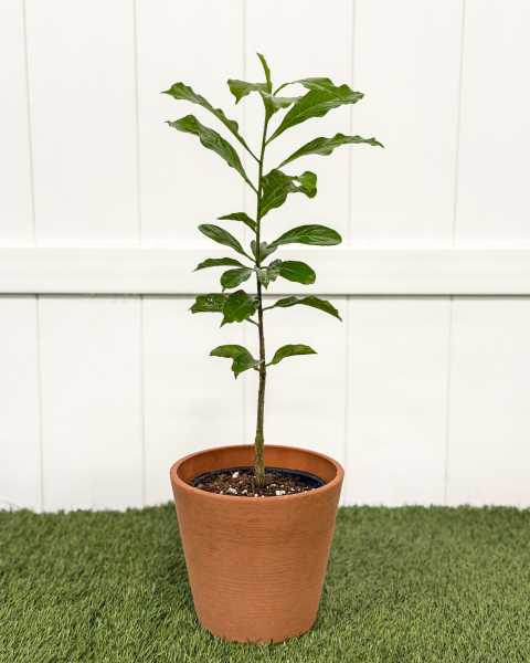 Medium, Tree