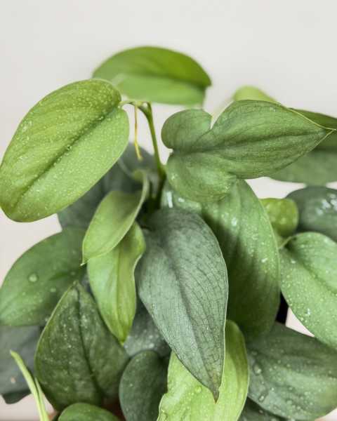Foliage Foliage