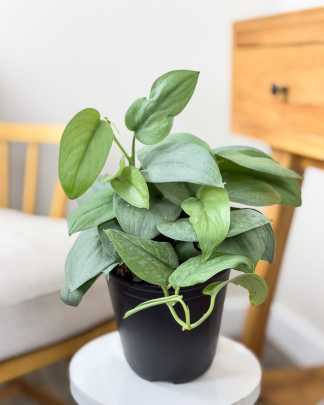 Scindapsus Pictus Java Plantinum