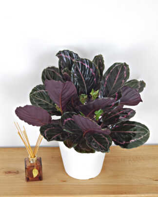 Calathea Dottie