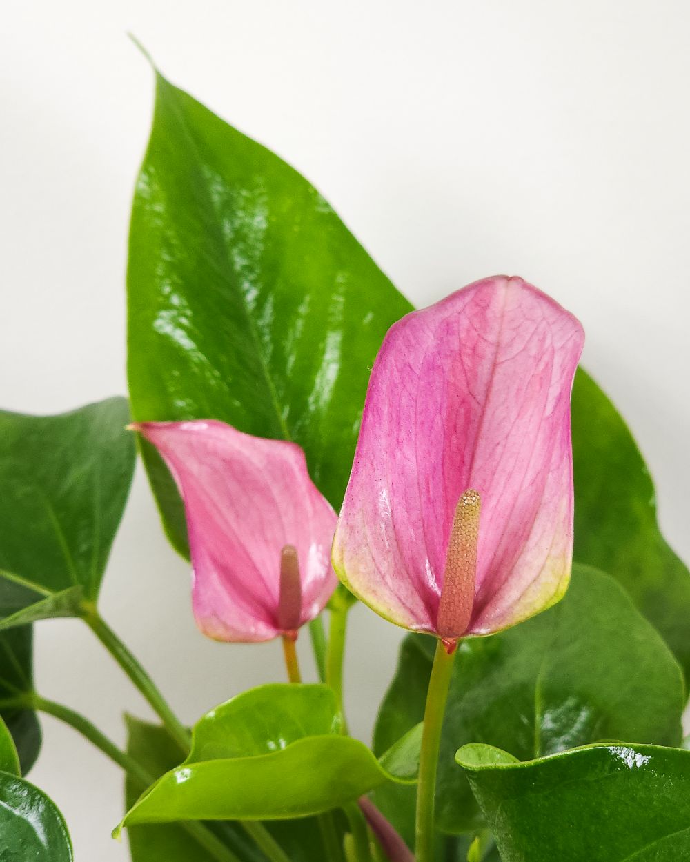 Plants which represent Love | PlantVine