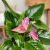 Anthuriums Pink