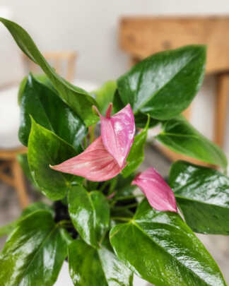 Anthuriums Pink