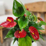 Red Anthurium