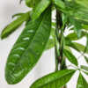 Money Tree