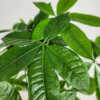 Money Tree