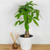 Money Tree
