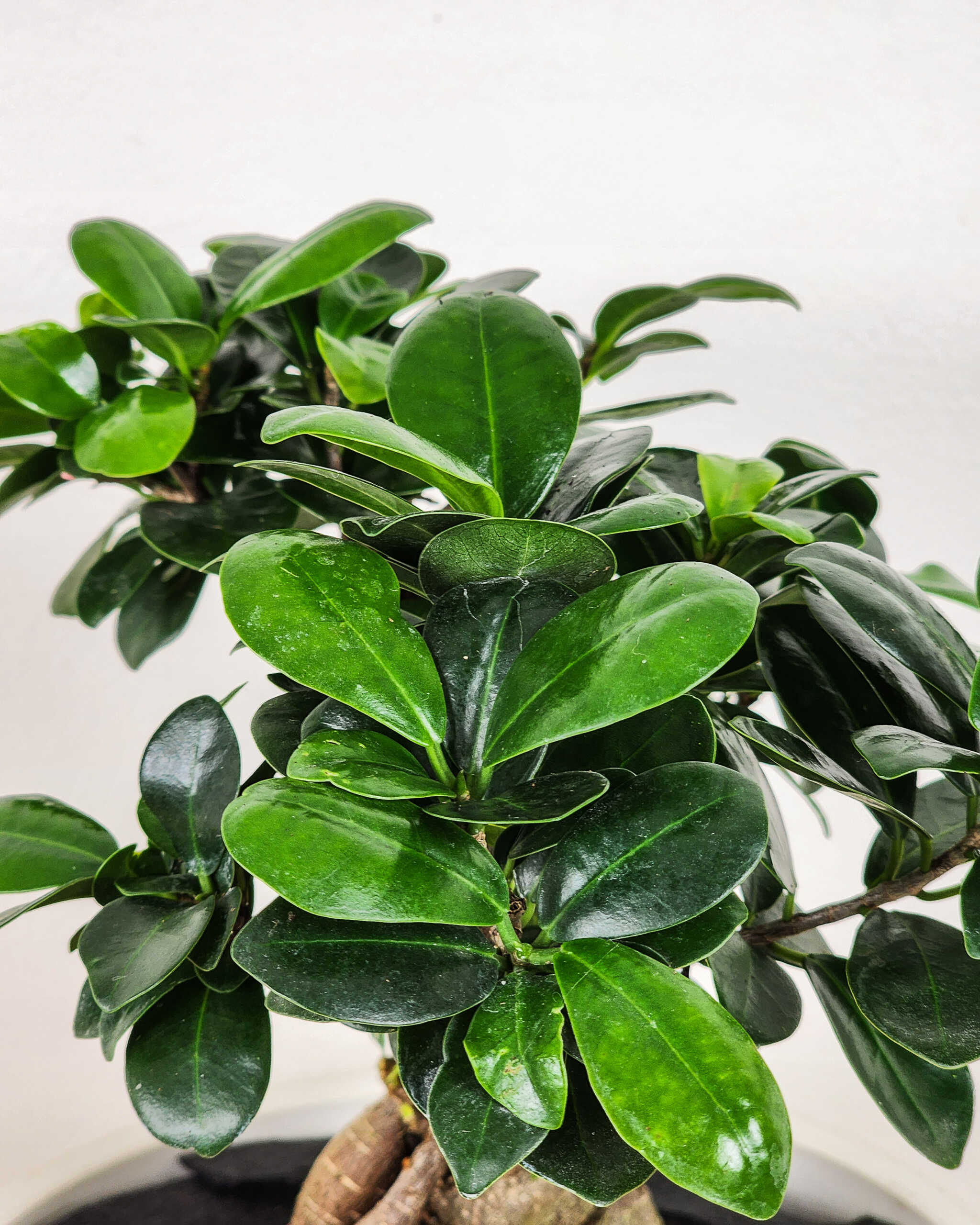 Bonsai Ficus ‘Ginseng’ | PlantVine