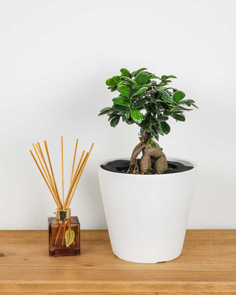 Close Up View Of A Beautiful Bonsai Ficus Ginseng In A, 52% OFF