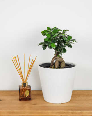 Ginseng Ficus Bonsai Tree