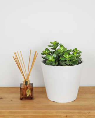 Jade Plant (Crassula)