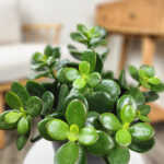 Jade Plant (Crassula)