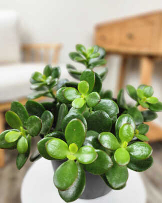 Jade Plant (Crassula)