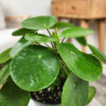 Chinese Money Plant