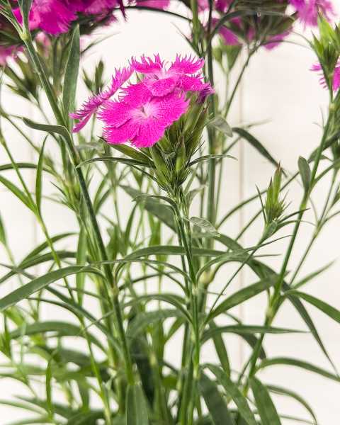 Foliage