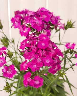 Dianthus "Fuchsia"