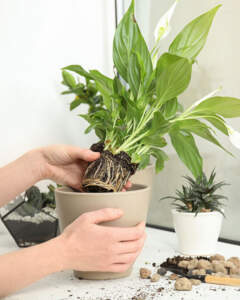 Planting a plant